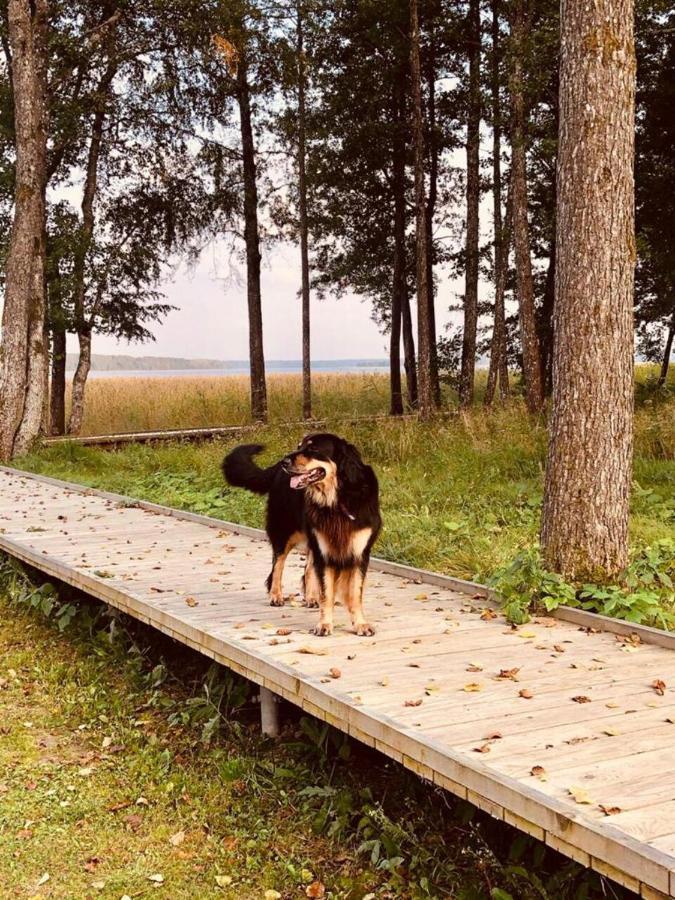 Bebru māja - Beaver house Usma Buitenkant foto